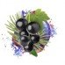 Купить Stick Neo Demi Polar Blackcurrant (Стики Нео Деми Полярная смородина) по оптовой цене